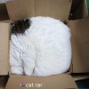 Castor